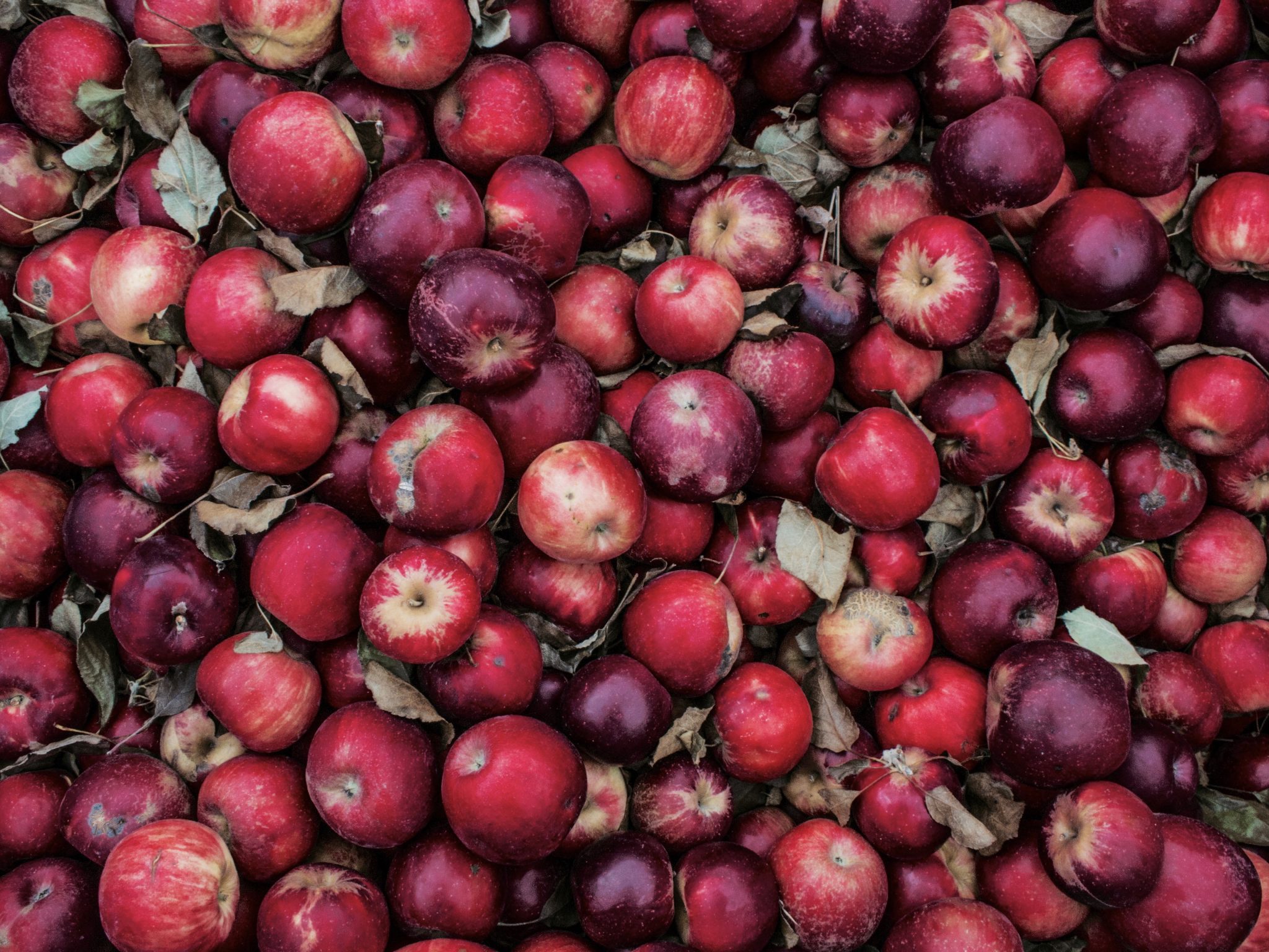 What's in Season? February | Curiously Conscious