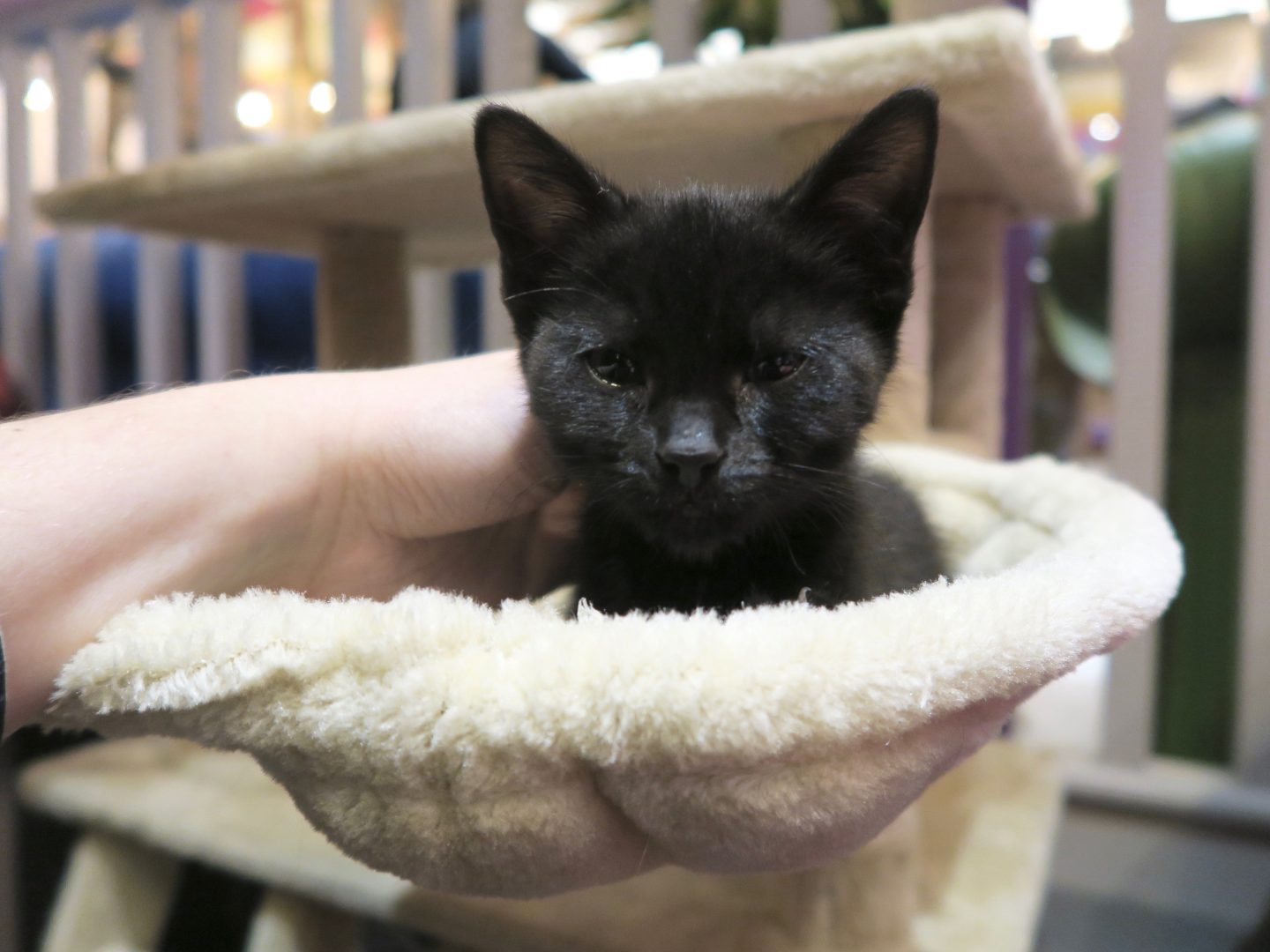 A Weekend in Leeds: Kitty Cafe | Curiously Conscious