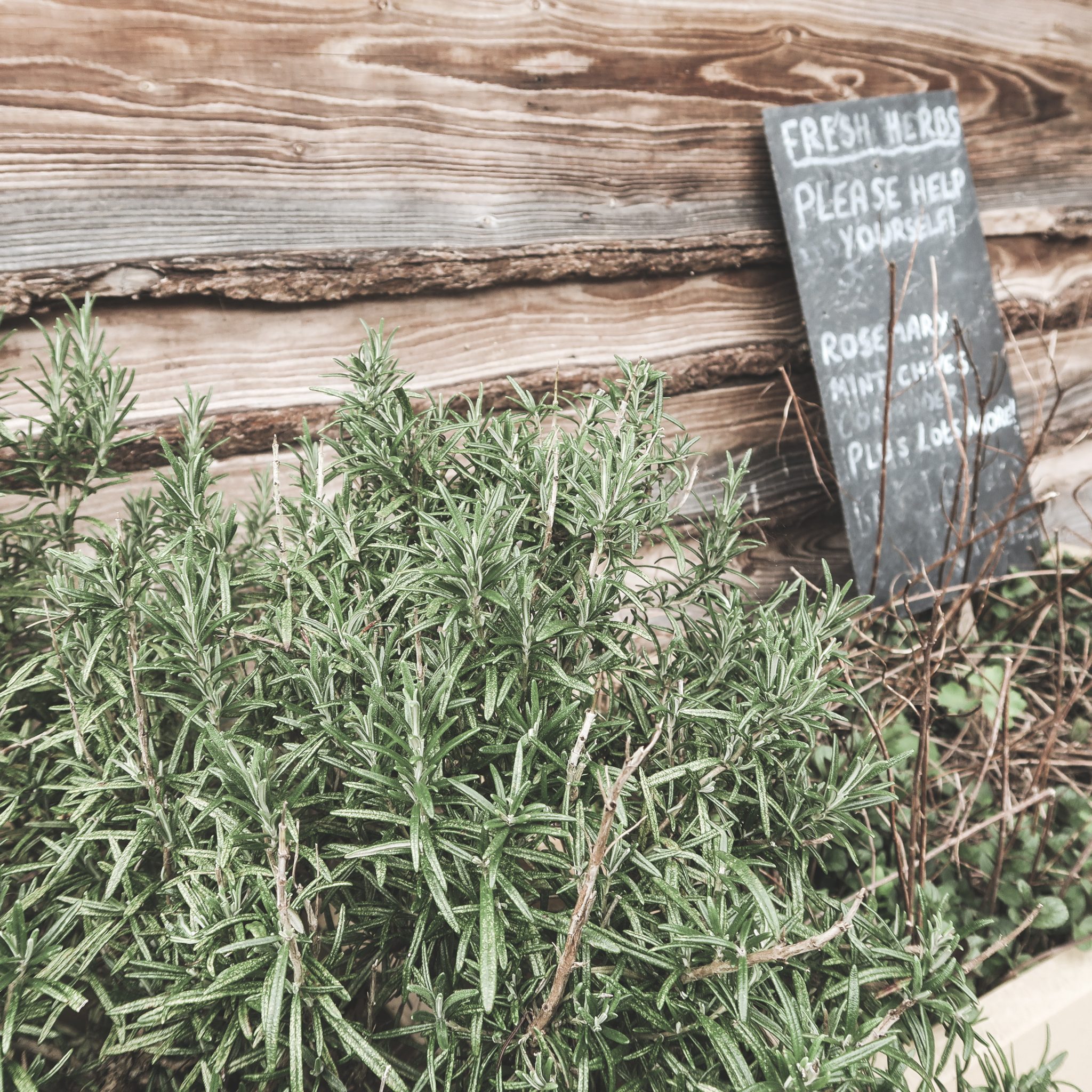 Fresh Herb Garden at Hidden Valley Yurts | Curiously Conscious