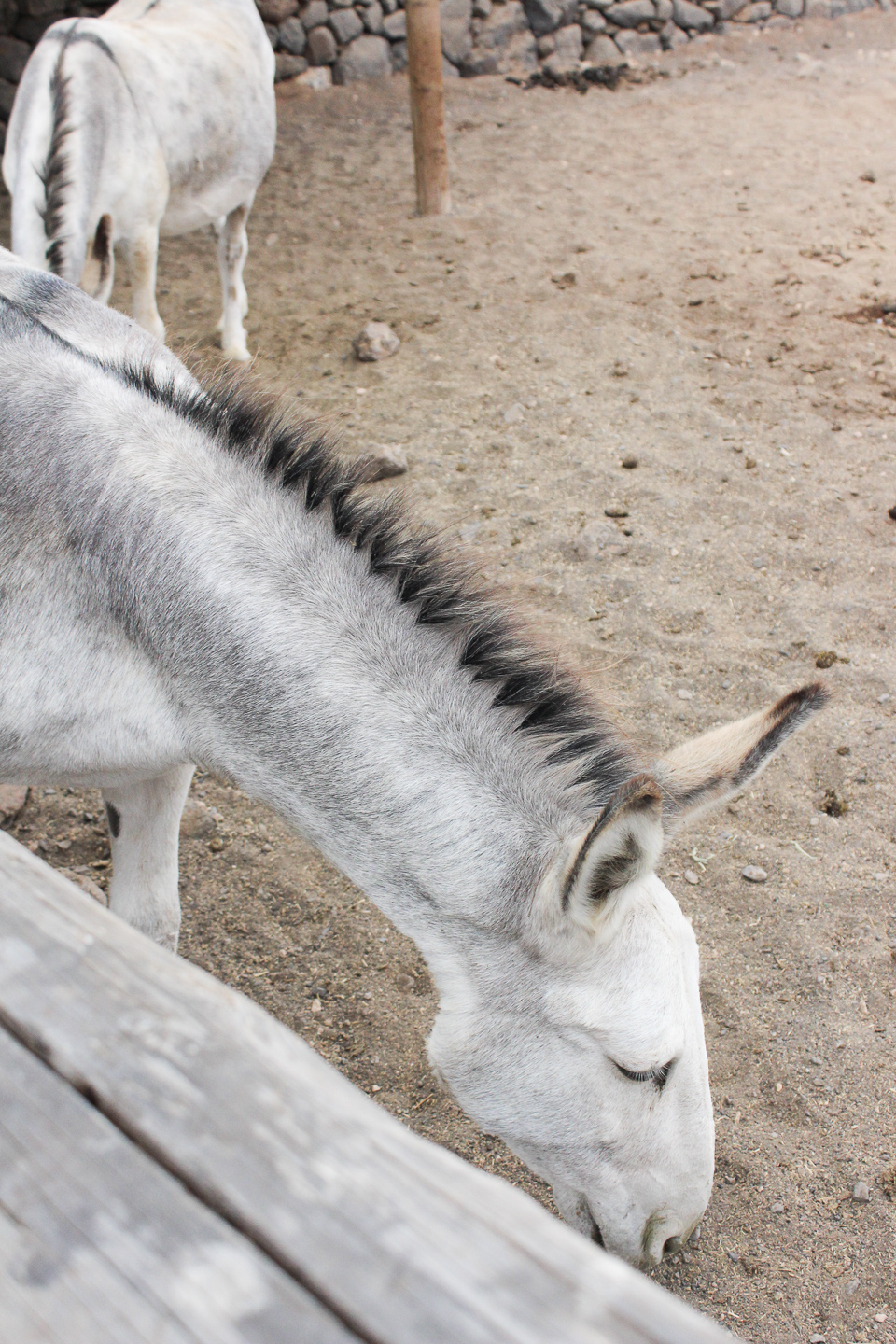 Donkeys at Lanzarote Retreats Eco Village