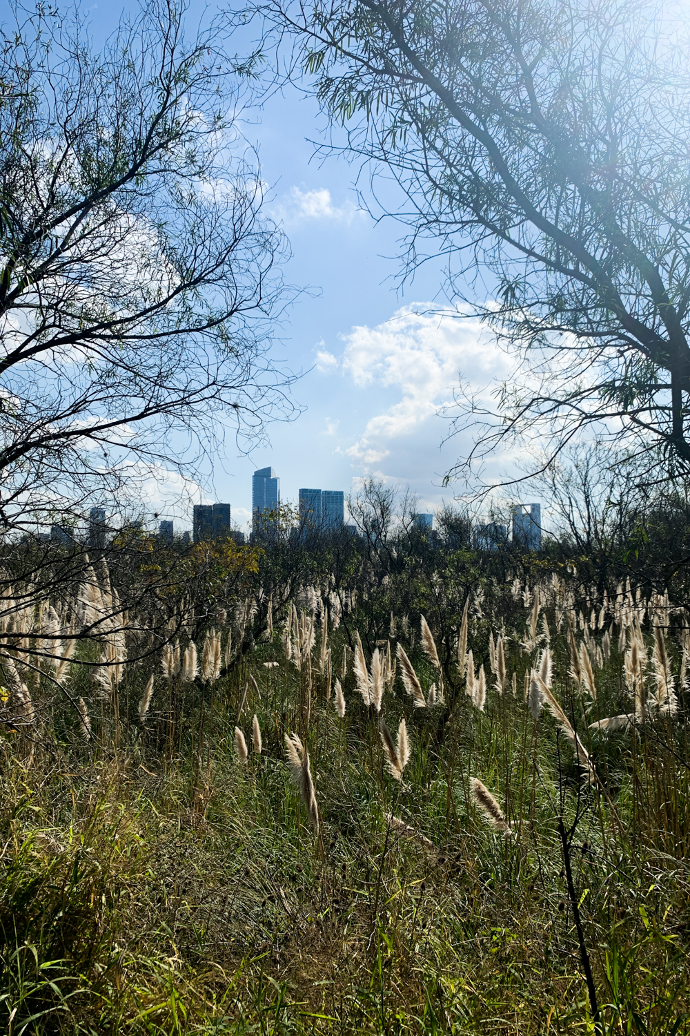 View of reeds with Buenos Aires skyline from Costanera Sur Ecological Reserve