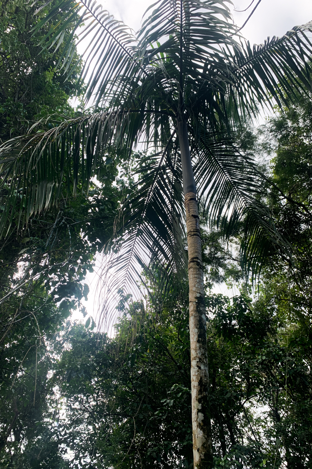 Palmito tree at Iguazu National Park