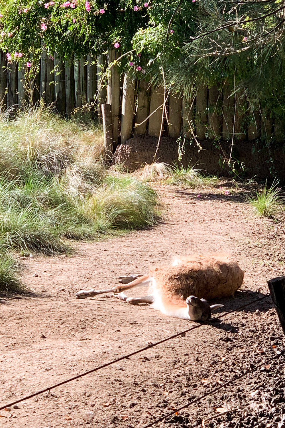 Vicuna llama laying on ground at Buenos Aires Eco Park