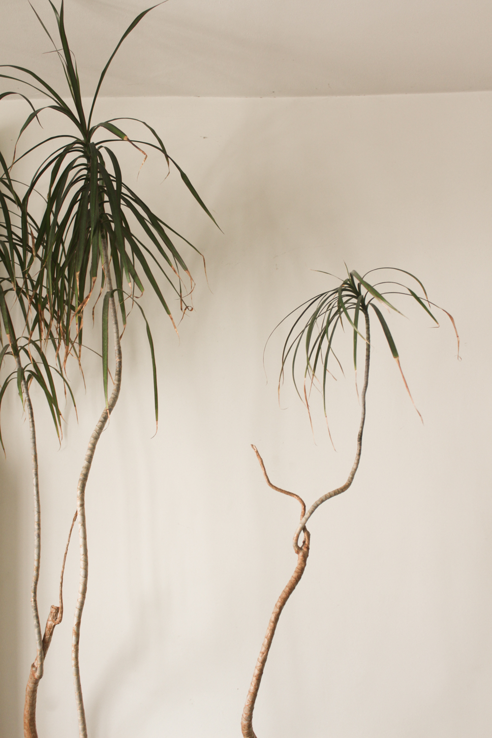 Close-up of Dragon tree